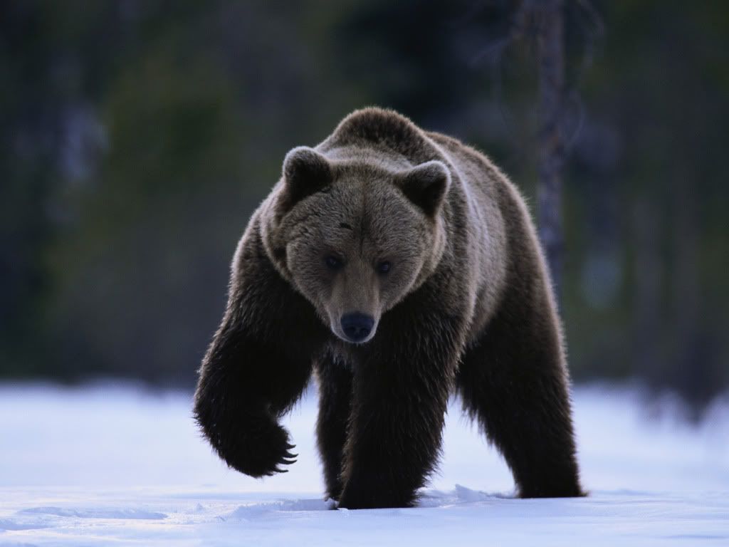 brown-bear-walking-in-snow.jpg