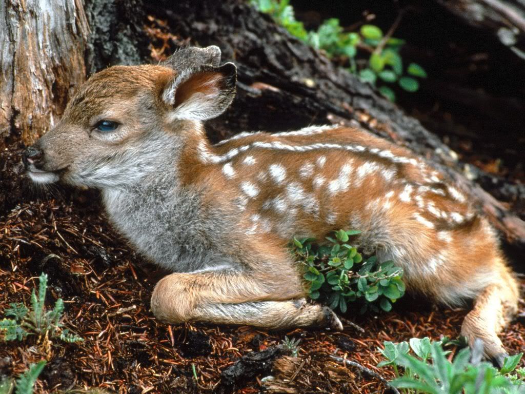 deer.jpg