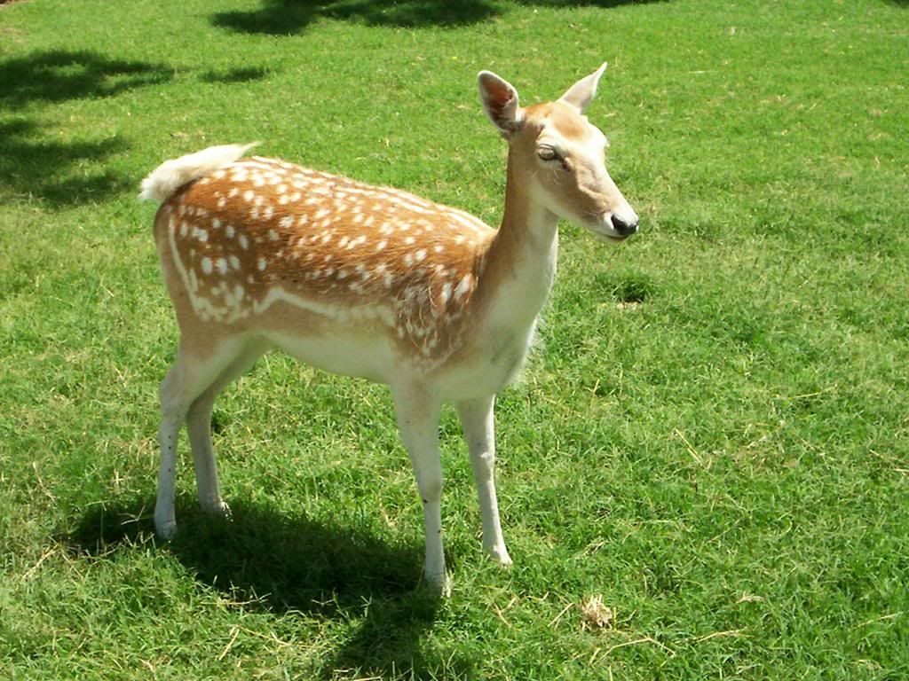deer_9.jpg