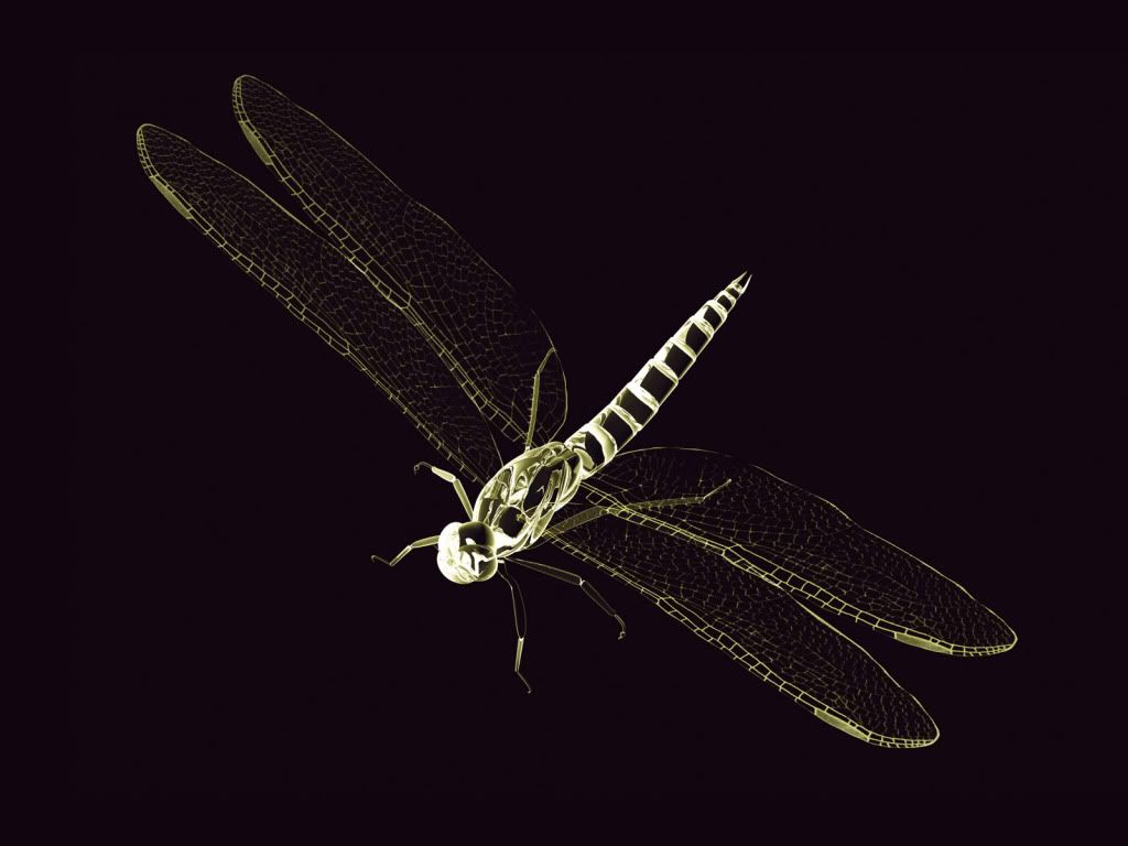 dragonfly-black-dektop-wallpaper.jpg