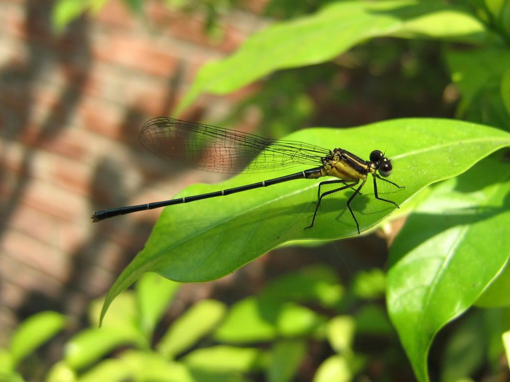 dragonfly-leaf-wallpaper.jpg