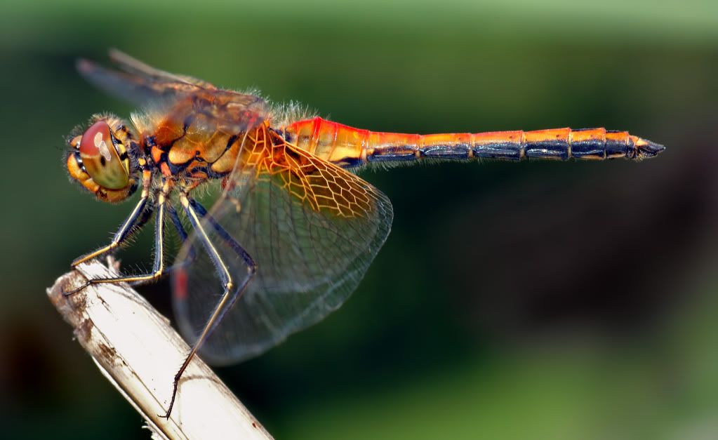 dragonfly-wallpaper.jpg