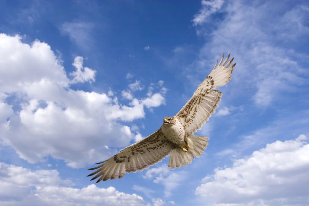 hawk-free-hd-wallpaper.jpg