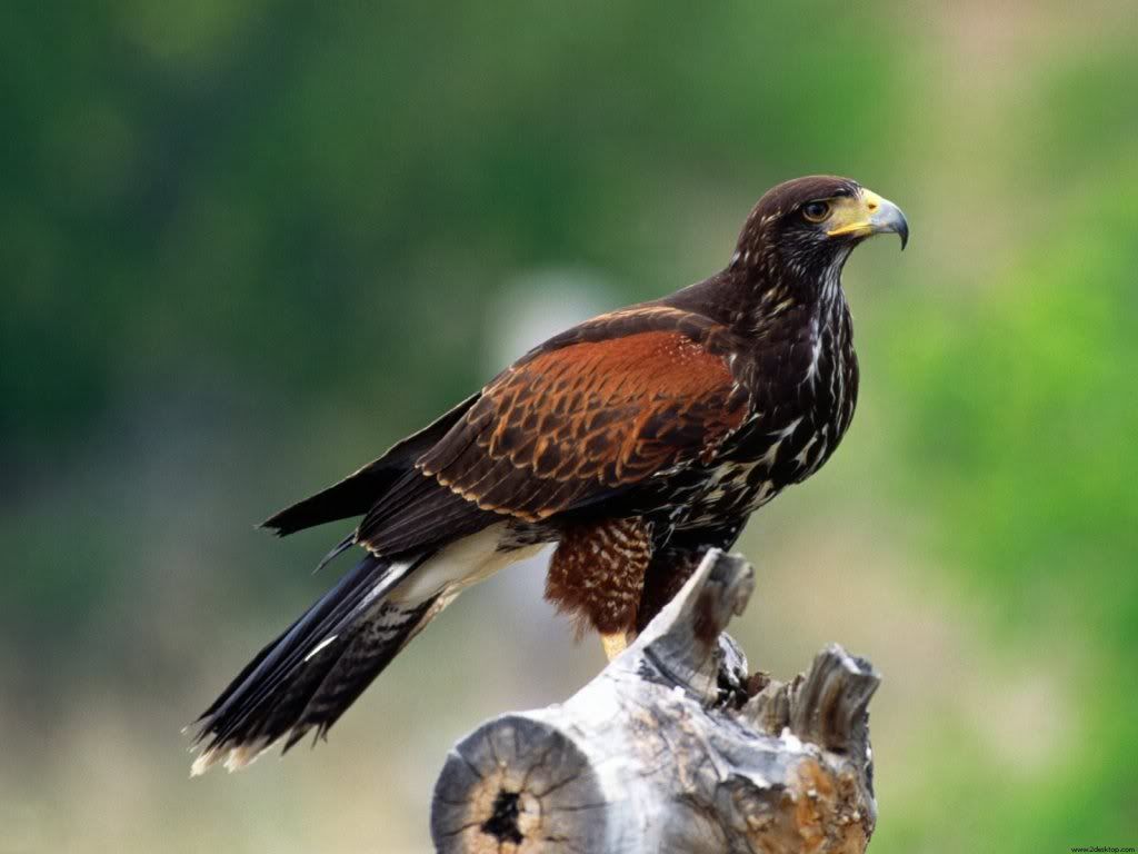 hawk-hd-wallpaper.jpg