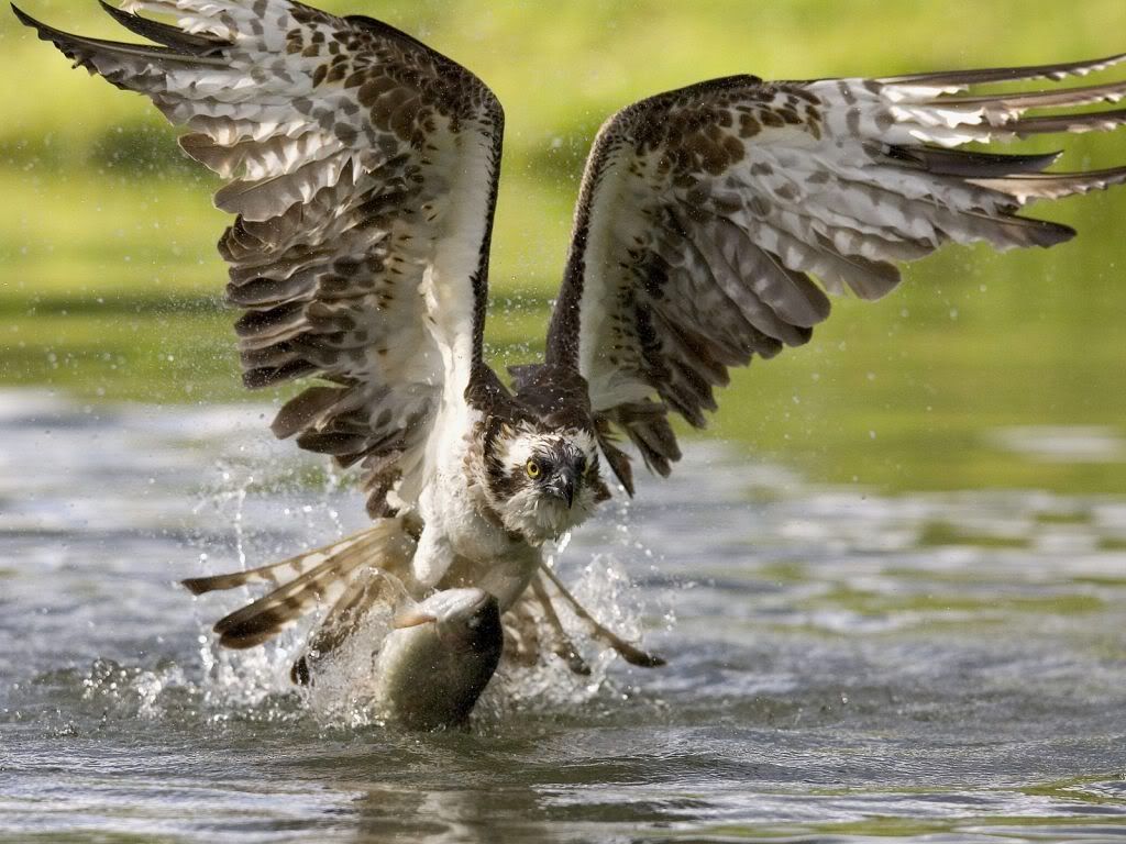 hawk-sea-desktop-wallpaper.jpg