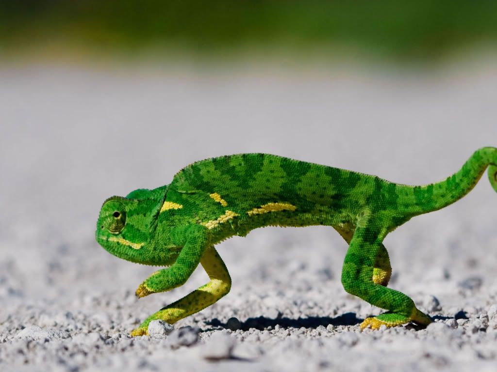 lizard-dancing-wallpaper.jpg
