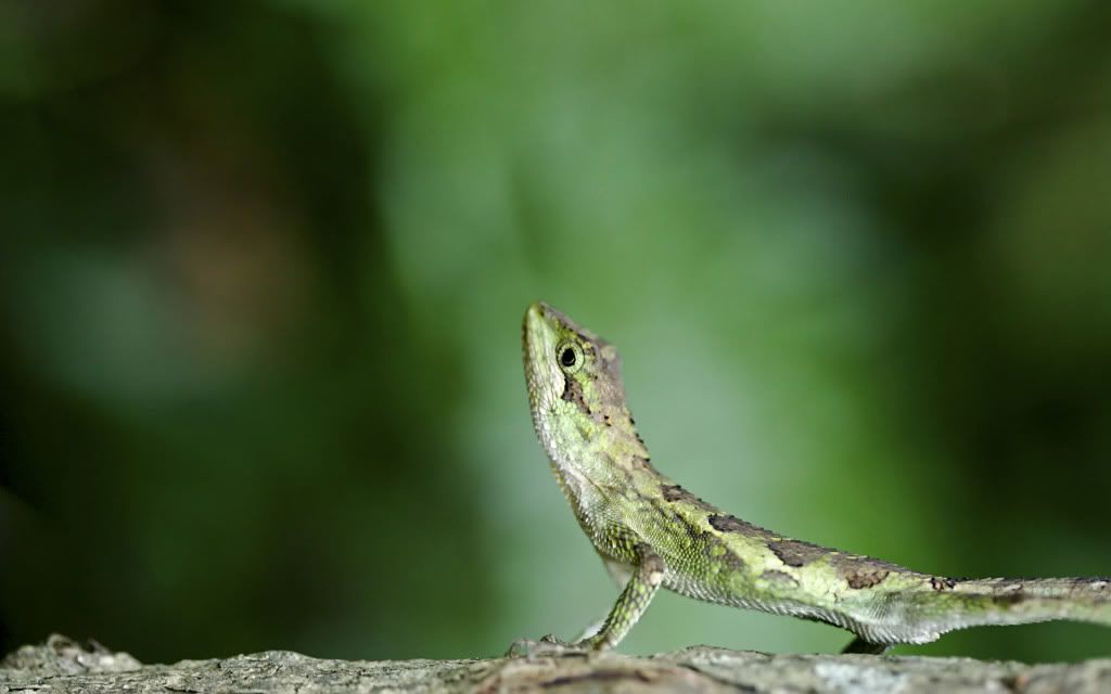 lizard-desktop-wallpaper.jpg
