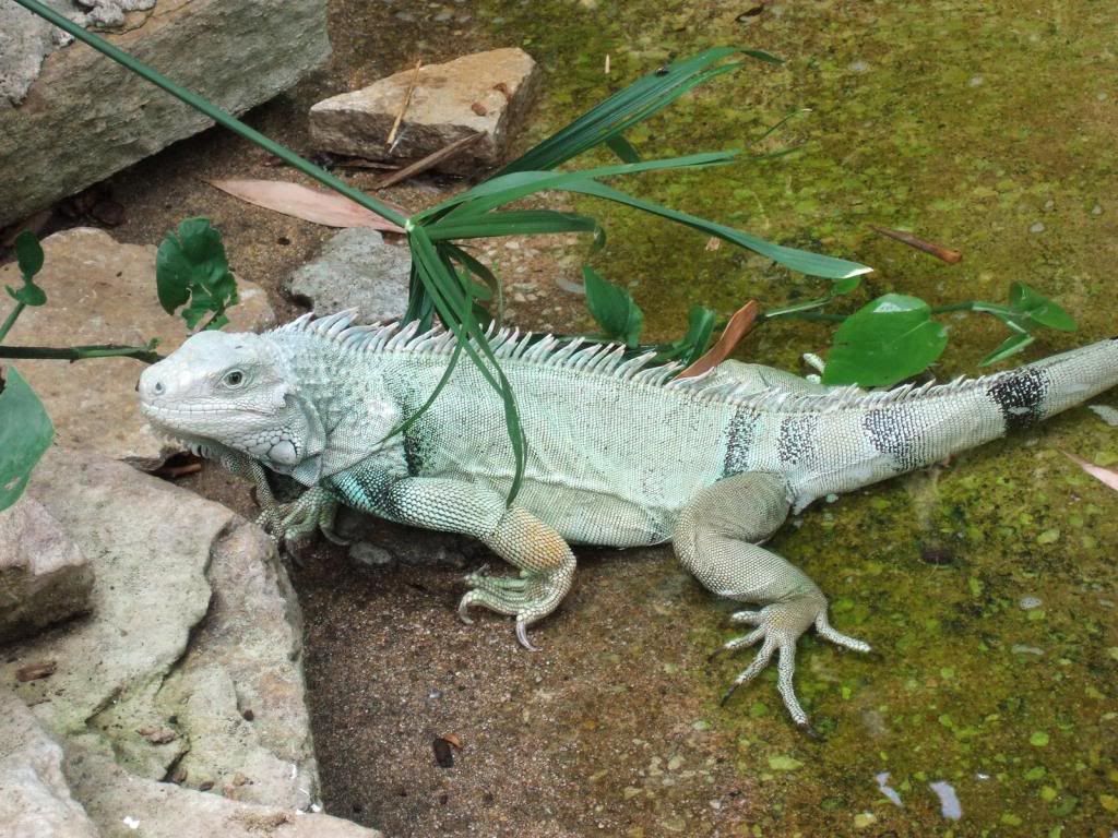 lizard-free-wallpaper.jpg