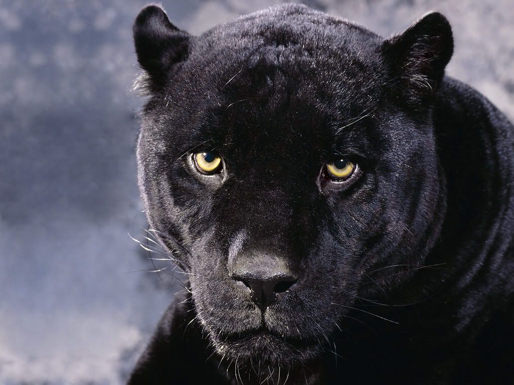 panther-desktop-wallpaper.jpg