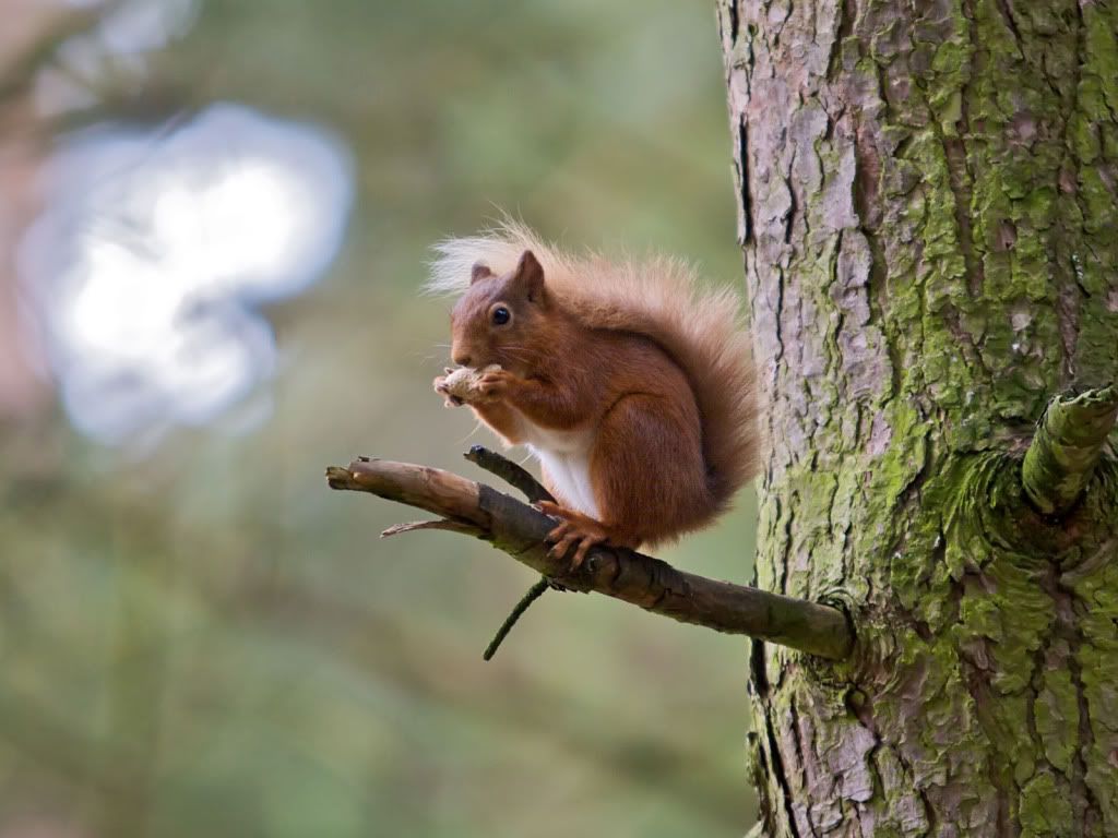 red-squirrel-tree-desktop-wallpaper.jpg