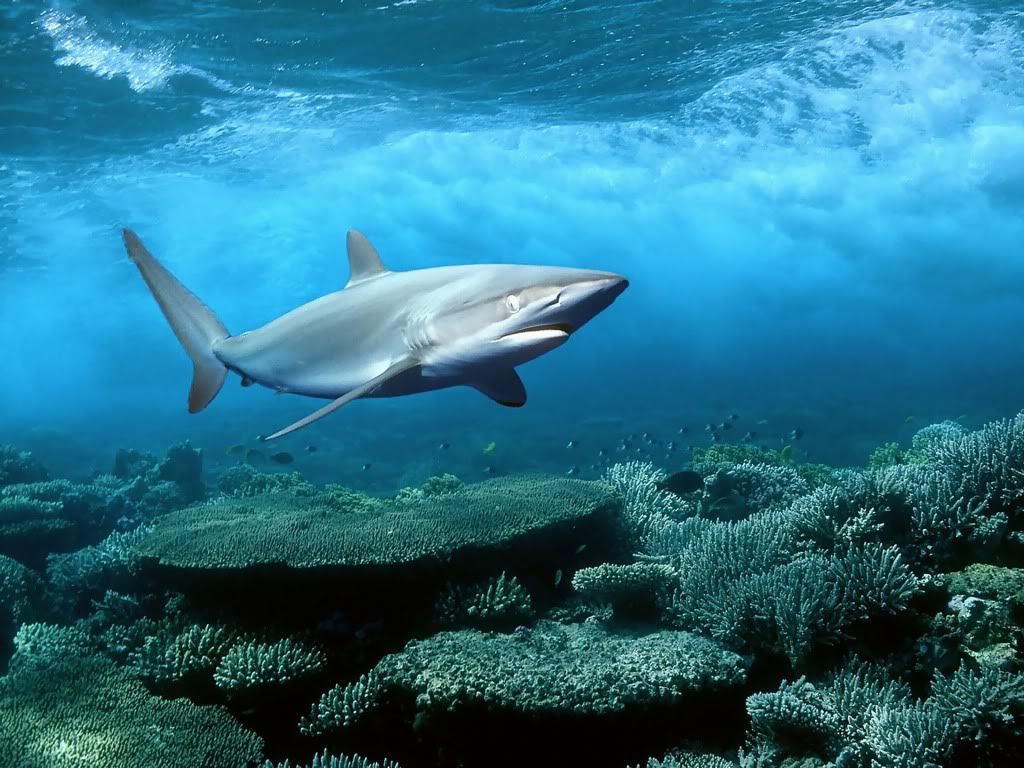 shark-desktop-hd-wallpaper.jpg