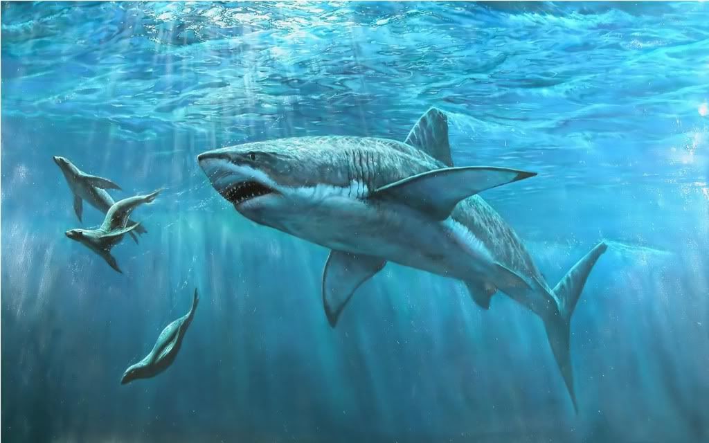 shark-desktop-wallpaper.jpg