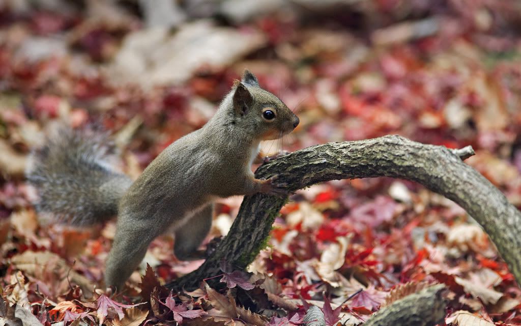 squirrel-desktop-wallpaper.jpg