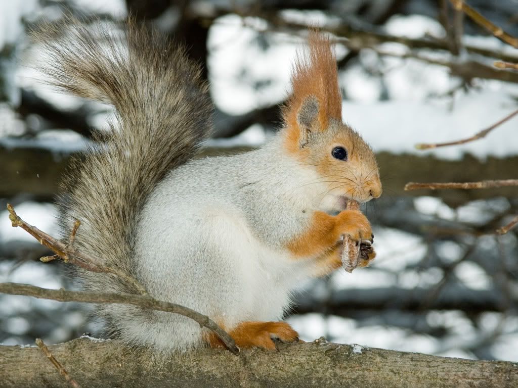 squirrel-full-hd-wallpaper.jpg