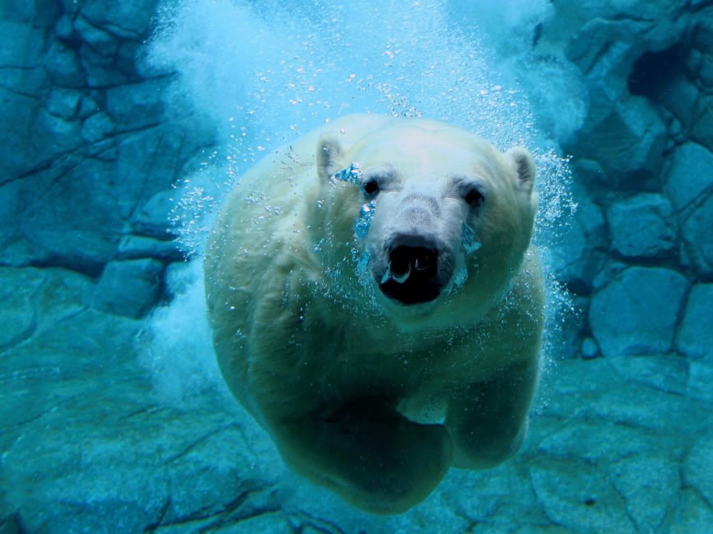 swimming-bear-wallpaper.jpg