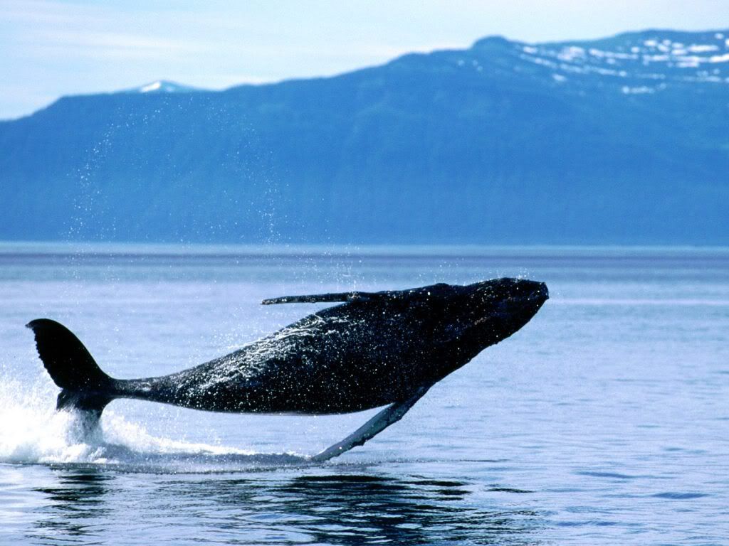 whale-background-desktop-hd-wallpaper.jpg