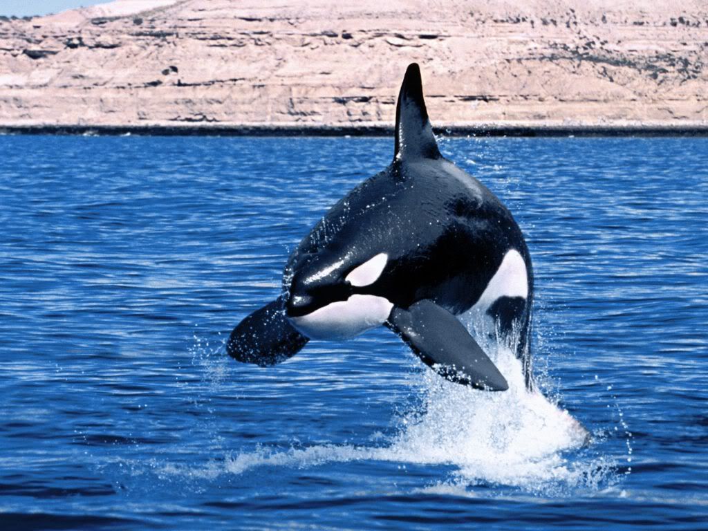 whale-background-wallpaper.jpg