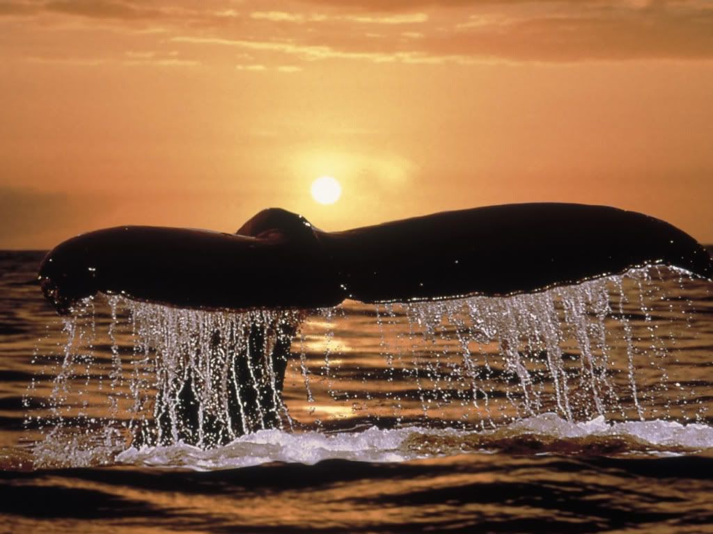 whale-best-skills-wallpaper.jpg