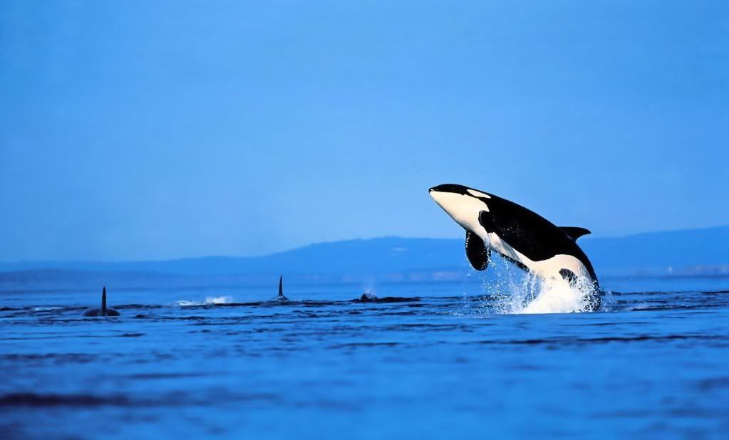 whale-cool-wallpaper.jpg