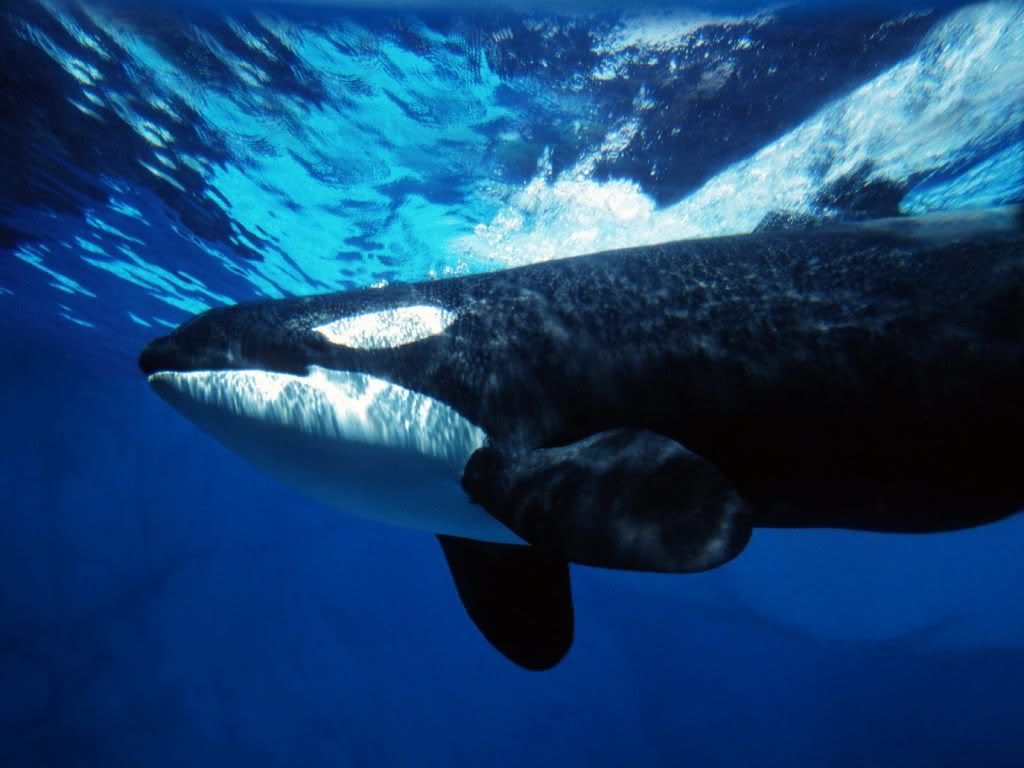 whale-full-hd-wallpaper.jpg