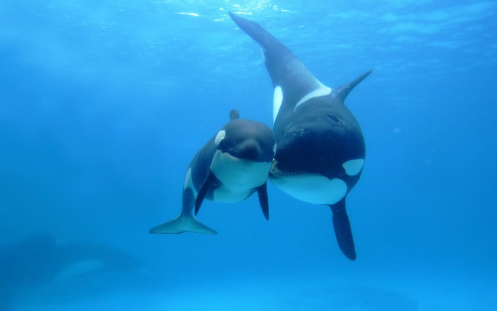 whale-hapy-nice-wallpaper.jpg