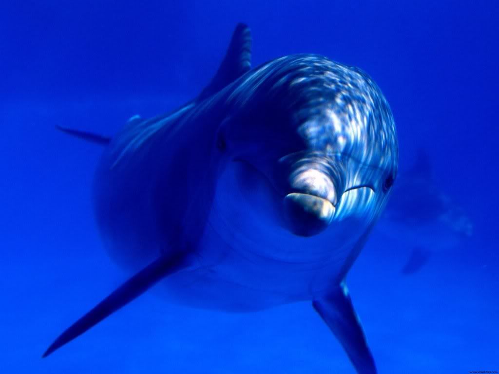 whale-hd-nice-wallpaper.jpg