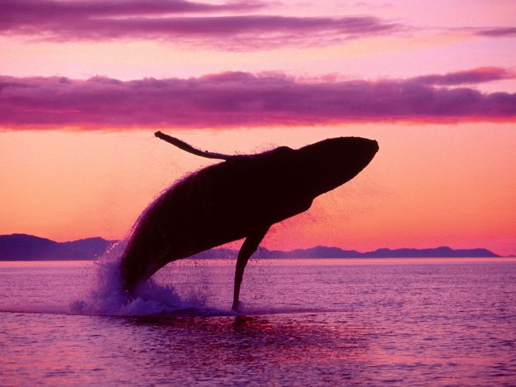whale-nigt-sea-desktop-wallpaper.jpg