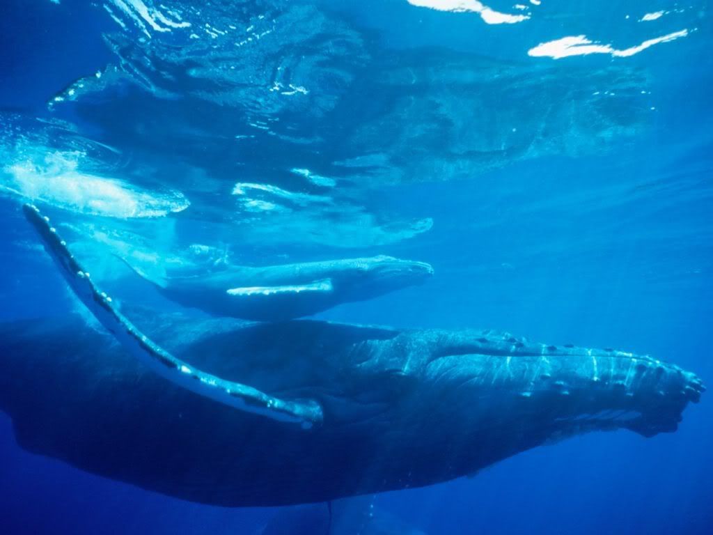 whale-sea-hd-wallpaper.jpg