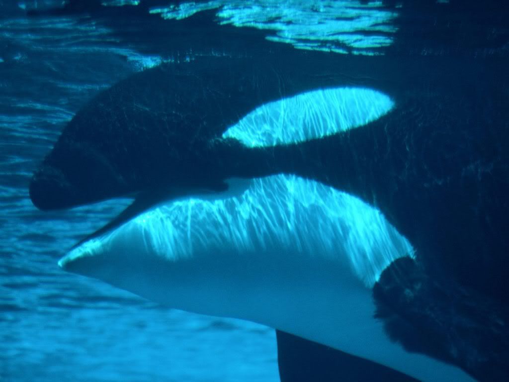 whale-wallpaper.jpg