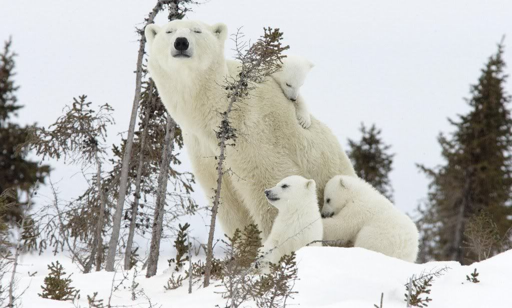white-bear-wallpaper.jpg