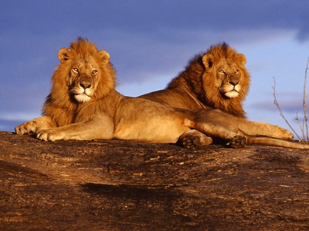 8-lions-wallpaper.jpg