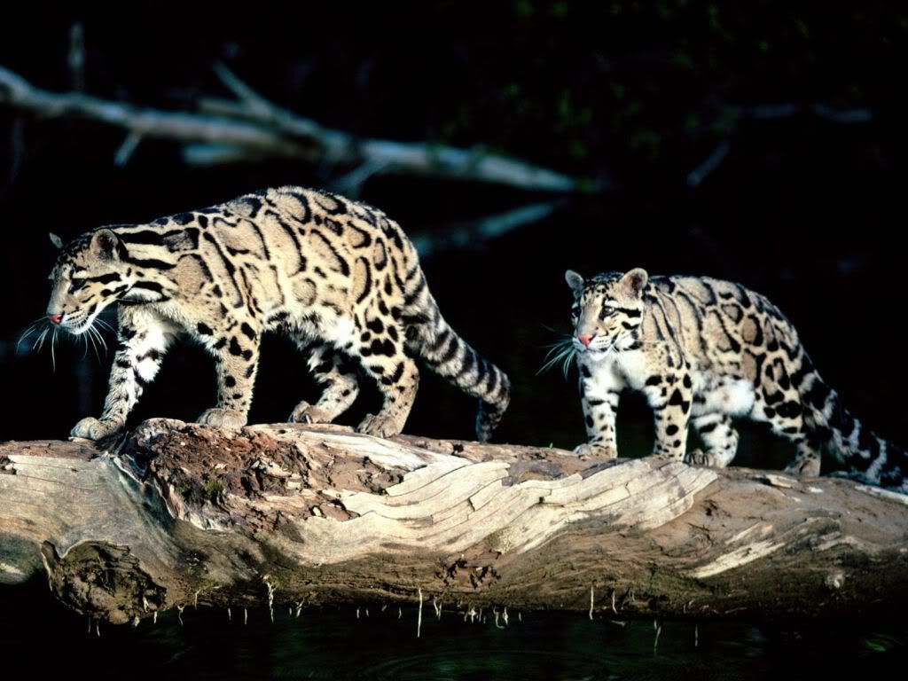 Balance-Clouded-Leopard-wallpaper.jpg