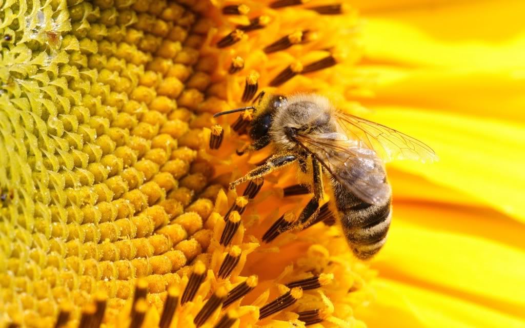 Bee-best-hd-desktop-wallpaper.jpg