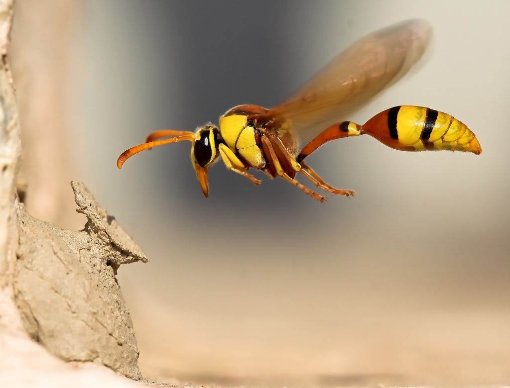 Bee-best-hd-wallpaper.jpg