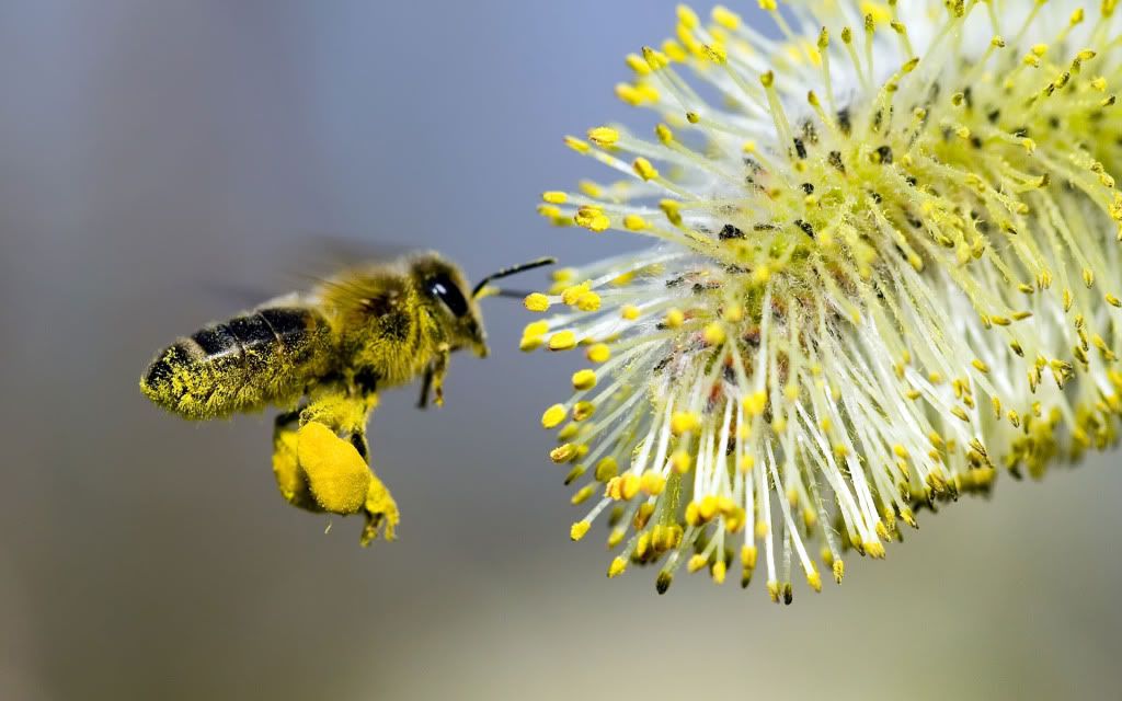 Bee-wallpaper.jpg