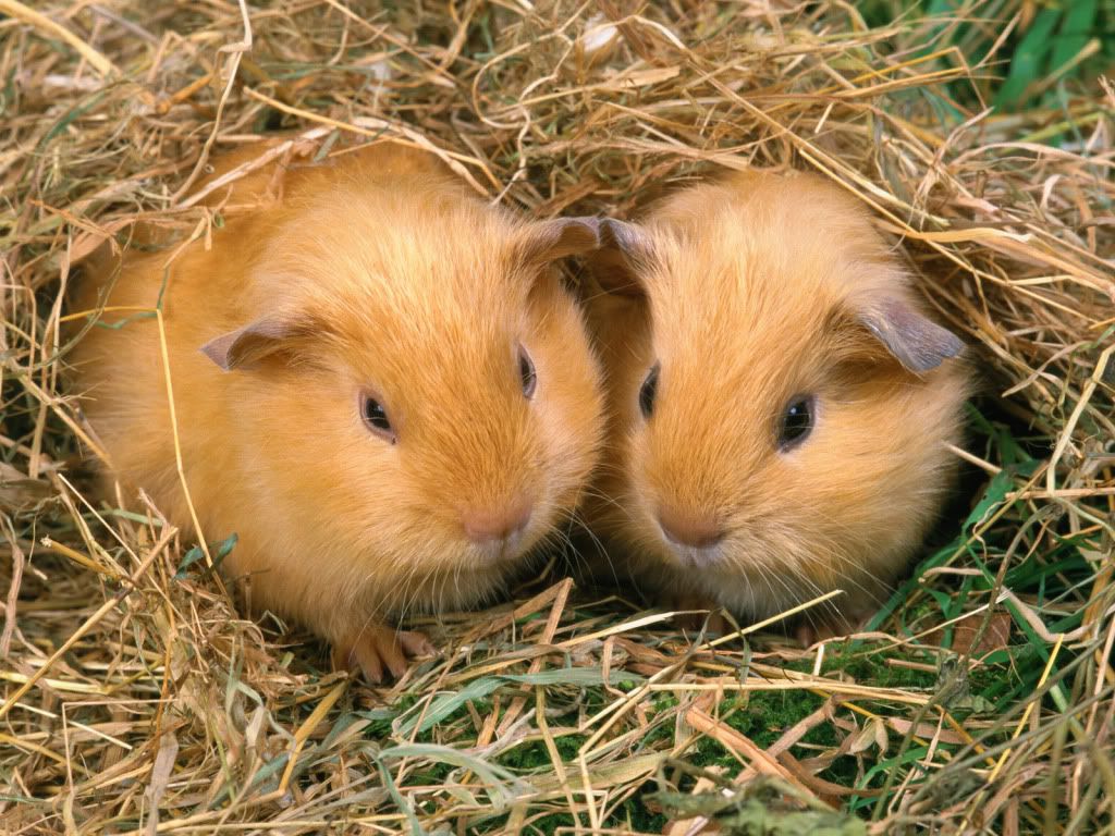 Hamster-wallpapers.jpg