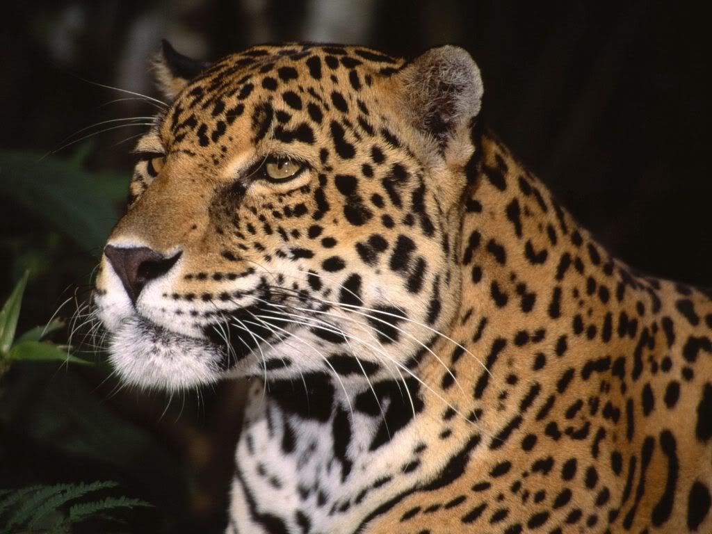 Indian-Leopard-free-wallpaper.jpg