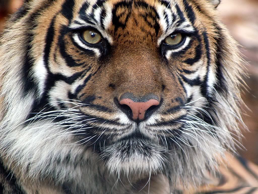 Indian-Tiger-1-MDYOBGH3F8-1024x768.jpg