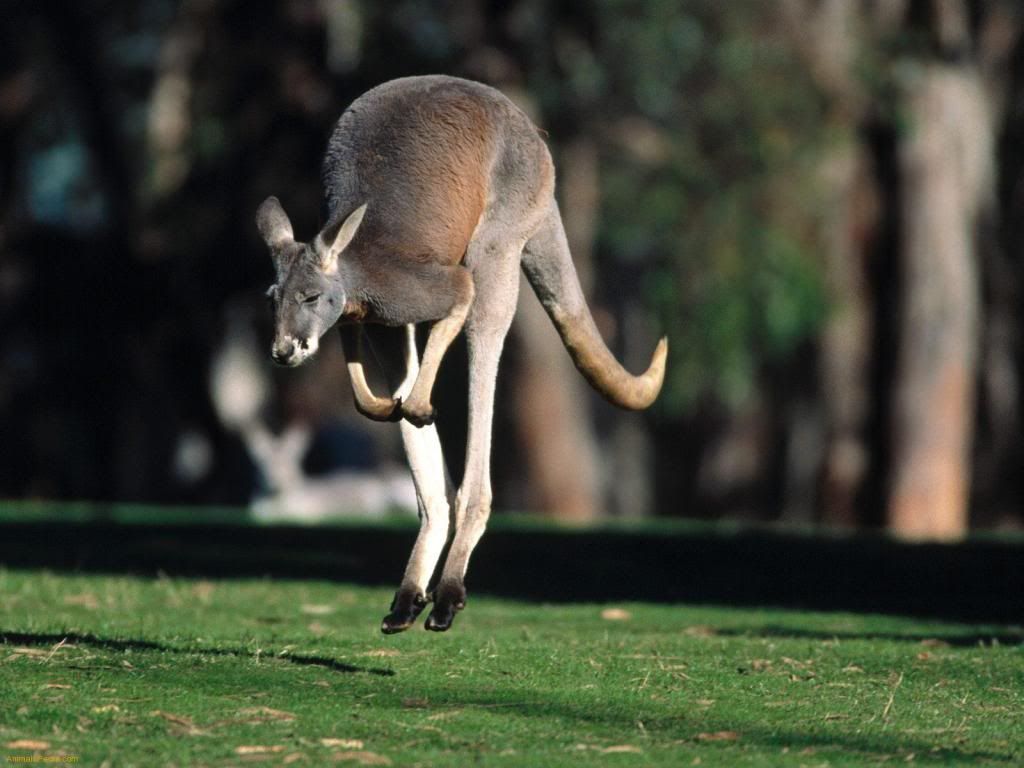 Kangaroo-bounce-wallpaper.jpg