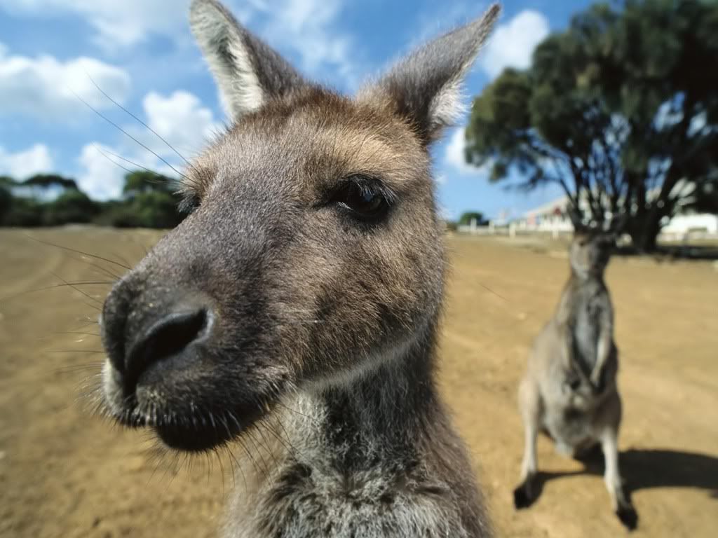 Kangaroo-funny-face-wallpaper.jpg