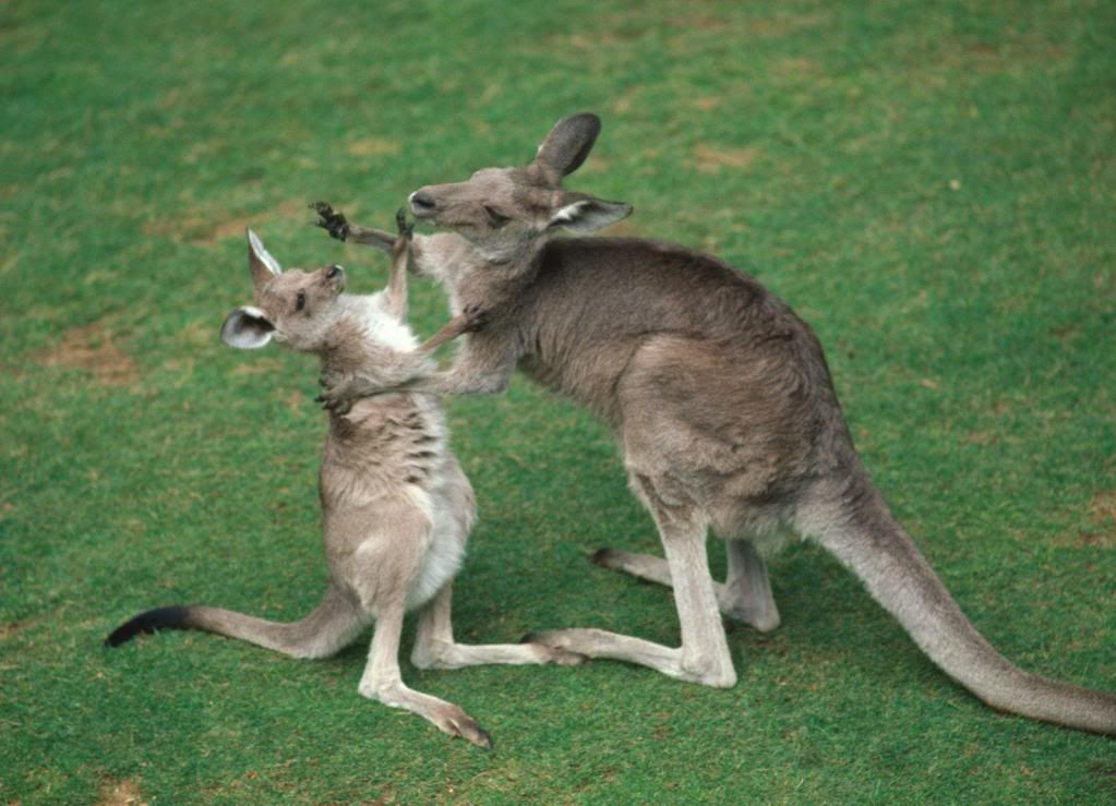 Kangaroo-kittens-fighting.jpg