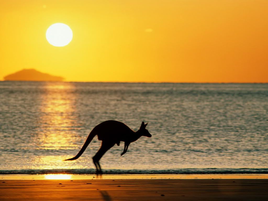 Kangaroo-sun-desktop-wallpaper.jpg
