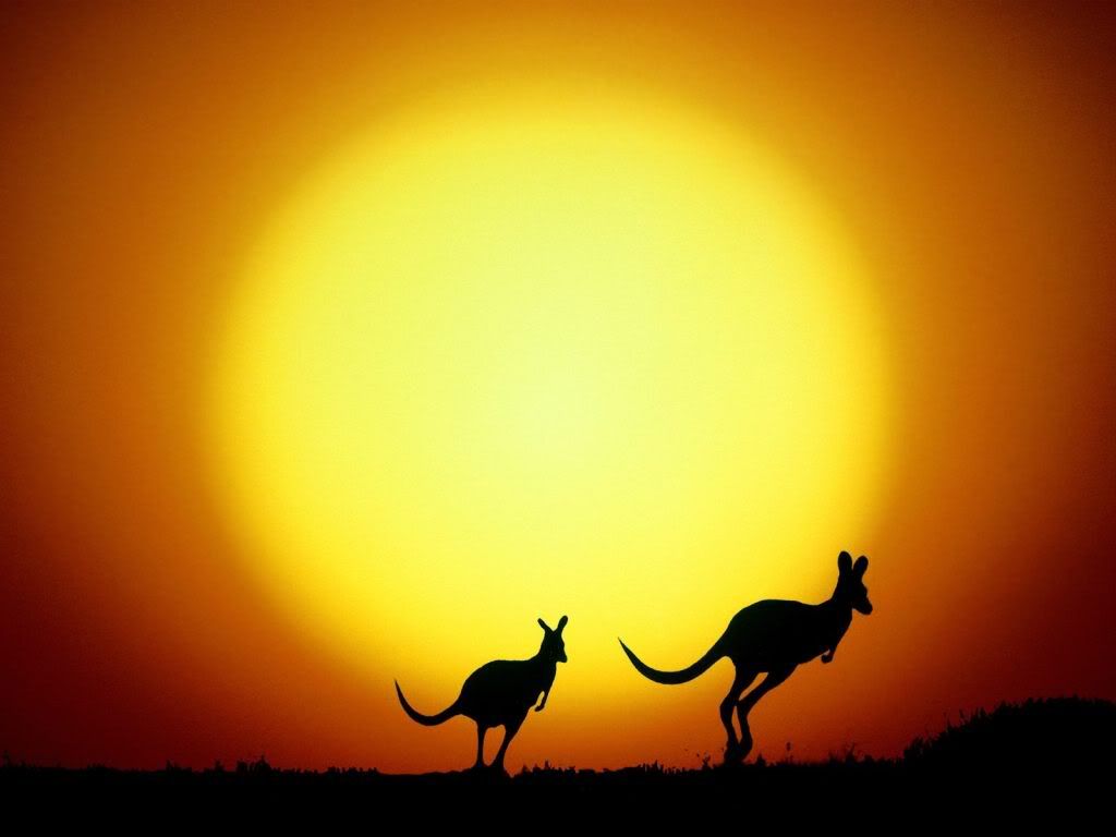 Kangaroo-sunrise-wallpaper.jpg