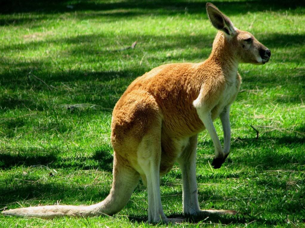 Kangaroo-wallpapers.jpg