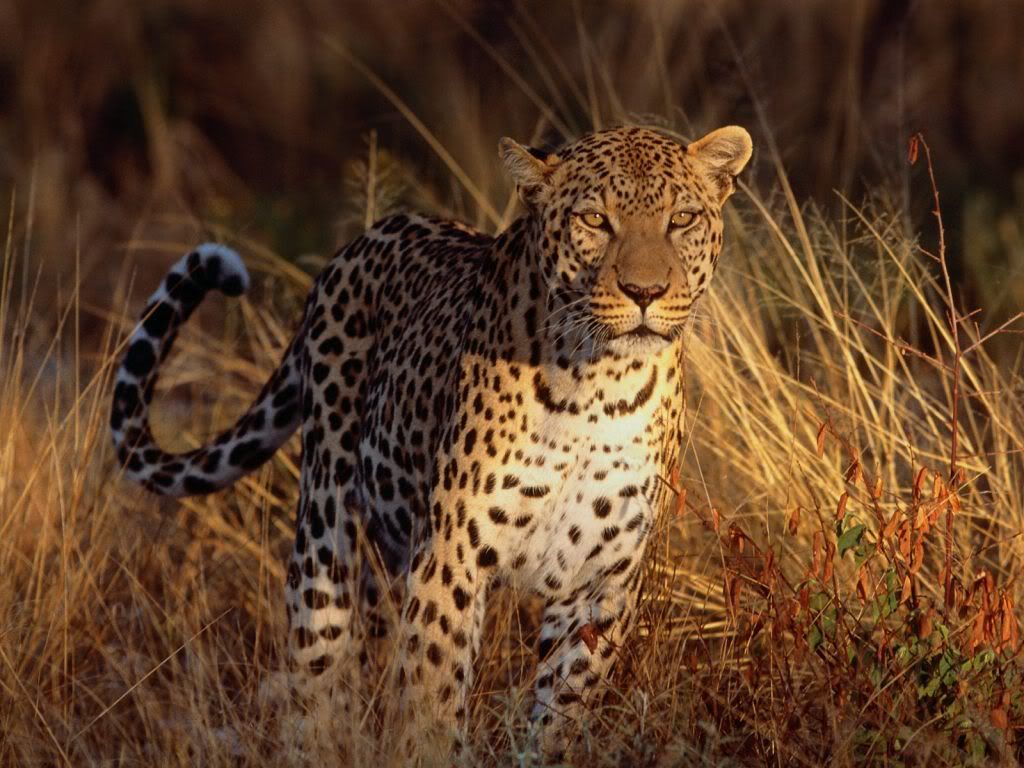 Leopard-Wallpaper.jpg