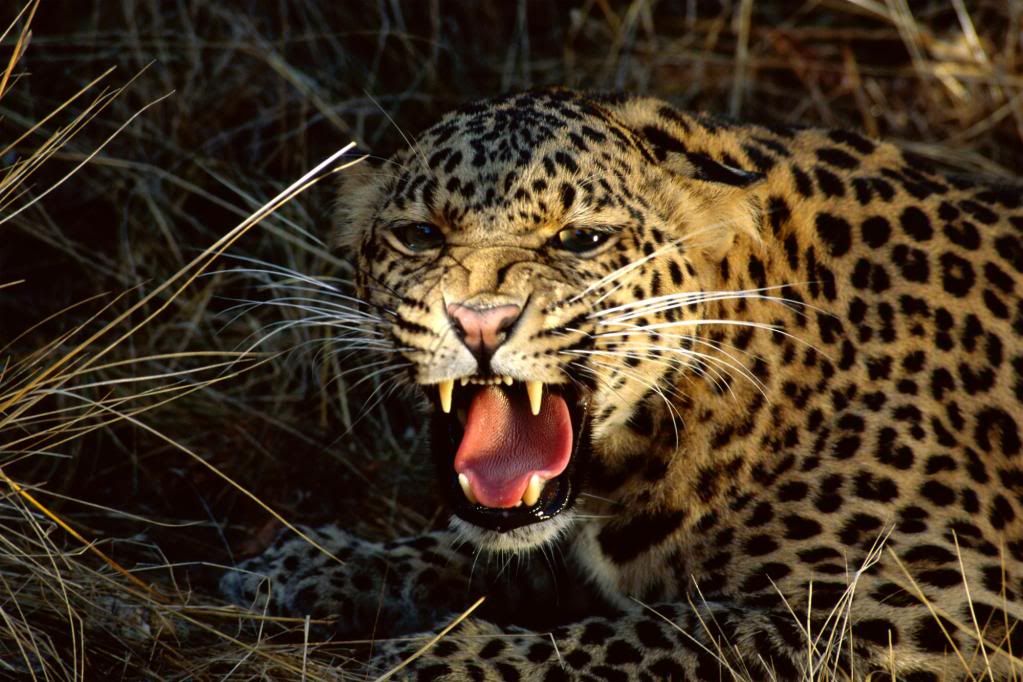 Leopard-angry-wallpaper.jpg