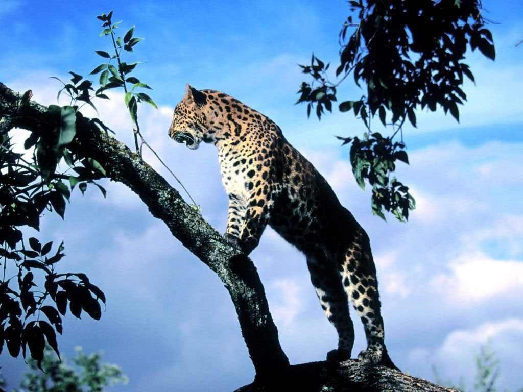 Leopard-best-download-wallpaper.jpg