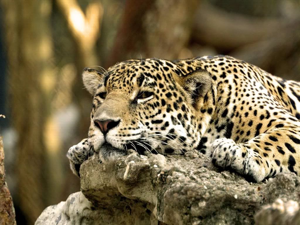 Leopard-best-hd-wallpaper.jpg