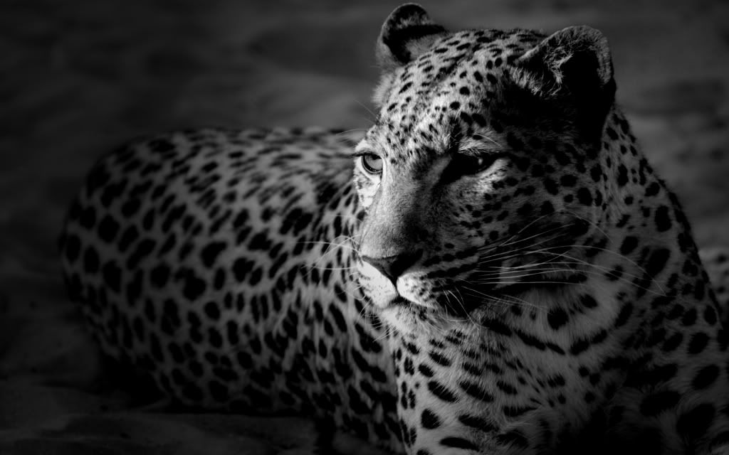 Leopard-black-of-desktop-wallpaper.jpg