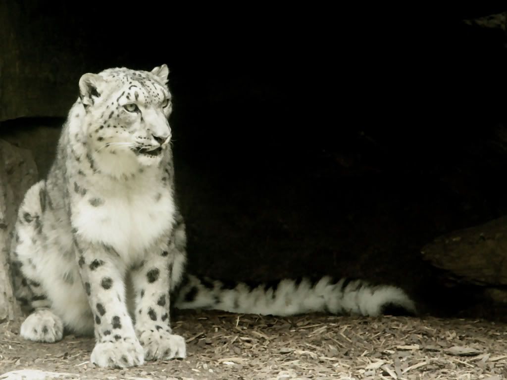 Leopard-desktop-wallpaper.jpg